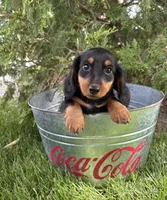 Milo, a male Dachshund for sale in Middlebury, IN – 3 of 5