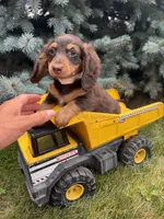 Ollie, a male Miniature Dachshund for sale in Middlebury, IN – 4 of 4