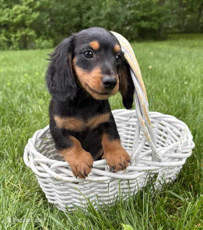 Harrison – Dachshund puppy for sale in Middlebury, IN