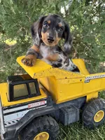Ace, a male Miniature Dachshund for sale in Middlebury, IN – 3 of 5