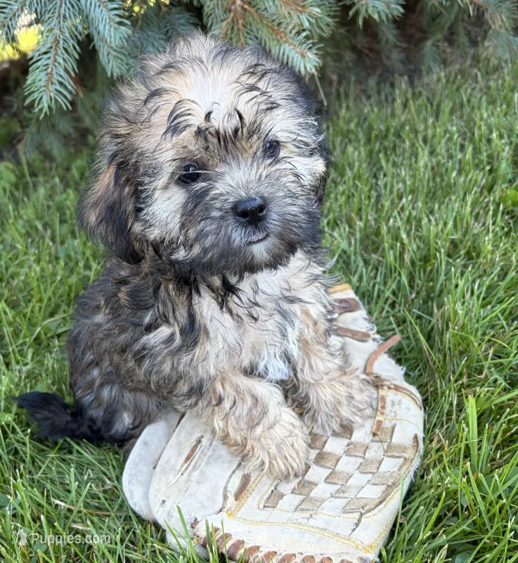 Lacey  – Shorkie puppy for sale in Middlebury, IN