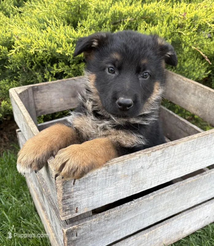 Simba , a male German Shepherd Dog for sale in Middlebury, IN – Photo 1 of 4