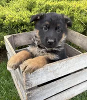Simba , a male German Shepherd Dog for sale in Middlebury, IN – Photo 1 of 4