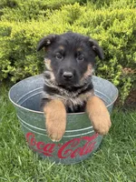 Simba , a male German Shepherd Dog for sale in Middlebury, IN – Photo 2 of 4