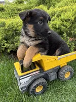 Simba , a male German Shepherd Dog for sale in Middlebury, IN – Photo 3 of 4