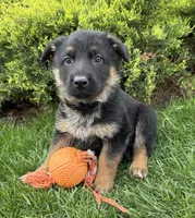 Simba , a male German Shepherd Dog for sale in Middlebury, IN – Photo 4 of 4
