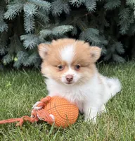 Kipp, a male Pomeranian for sale in Middlebury, IN – 4 of 4