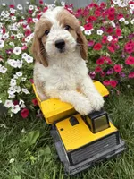 Baxter, a male Miniature Goldendoodle for sale in Middlebury, IN – 4 of 4
