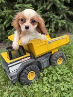 Sailor, a male Cavalier King Charles Spaniel for sale in Middlebury, IN – 4 of 4