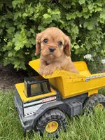Calihan, a male Cavalier King Charles Spaniel for sale in Middlebury, IN – 3 of 4