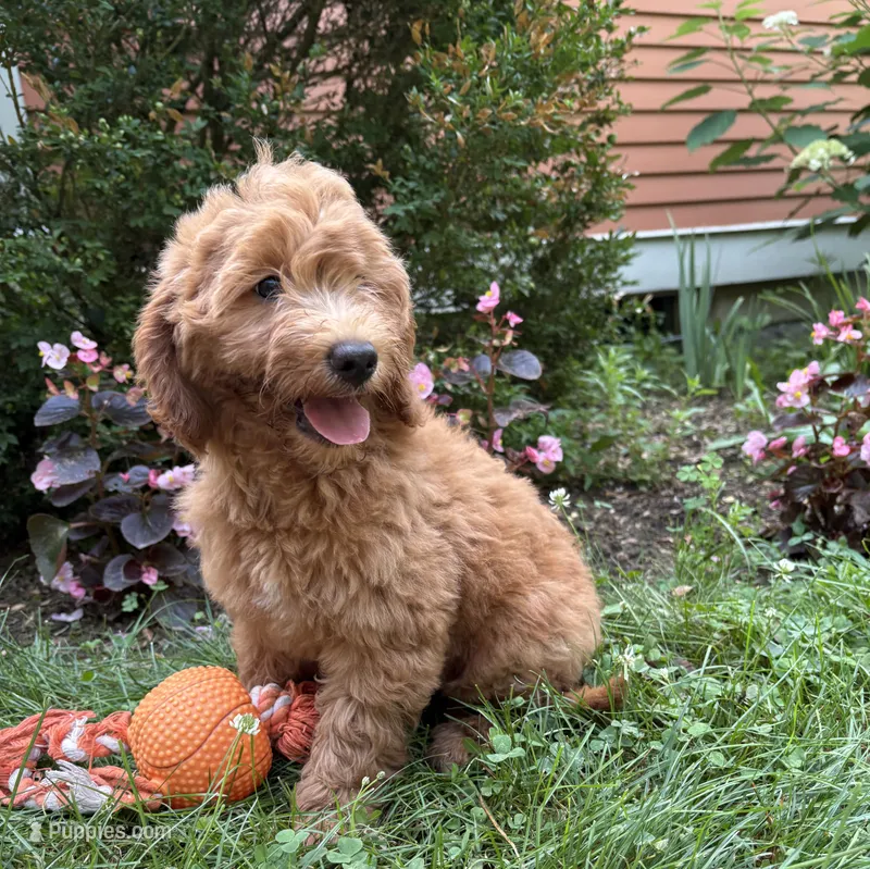 Brooke  – Miniature Goldendoodle puppy for sale in Middlebury, IN