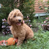 Brooke , a female Miniature Goldendoodle for sale in Middlebury, IN – 1 of 4