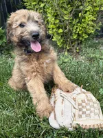 Dominic, a male Whoodle for sale in Middlebury, IN – 3 of 4