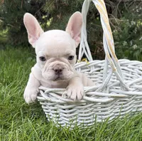 Bruno, a male French Bulldog for sale in Middlebury, IN – 2 of 5