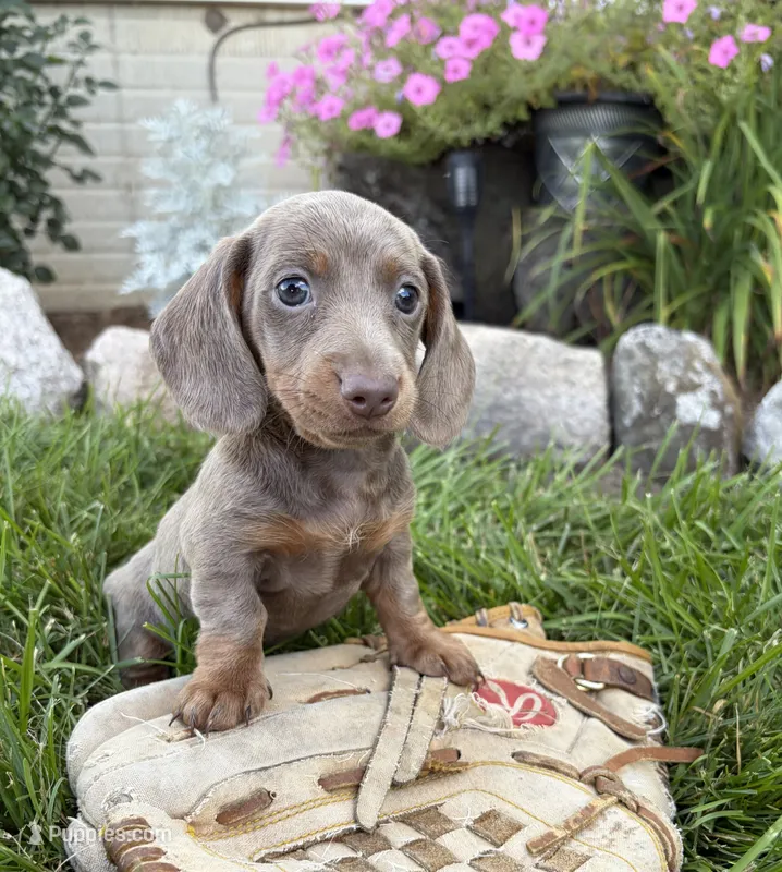 Briggs – Miniature Dachshund puppy for sale in Middlebury, IN