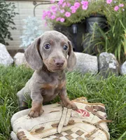 Briggs, a male Miniature Dachshund for sale in Middlebury, IN – 1 of 4