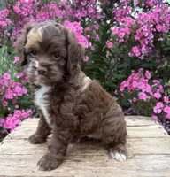 Duke, a male Cockapoo for sale in Middlebury, IN – 2 of 4