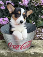 Gideon, a male Pembroke Welsh Corgi for sale in Middlebury, IN – 4 of 4
