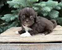 Hazelnut, a female Shih Tzu for sale in Middlebury, IN – 3 of 4