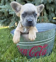 Doc fluffy, a male French Bulldog for sale in Middlebury, IN – 3 of 5