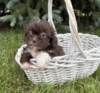 Hazelnut, a female Shih Tzu for sale in Middlebury, IN – 2 of 4