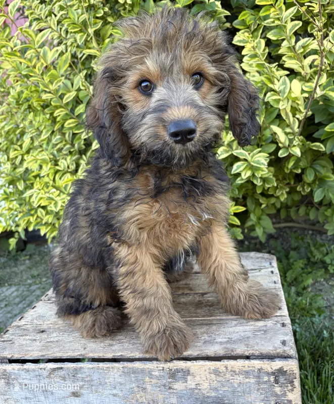 Henry – Whoodle puppy for sale in Middlebury, IN