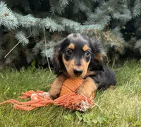 Quinn , a male Miniature Dachshund for sale in Middlebury, IN – 3 of 4