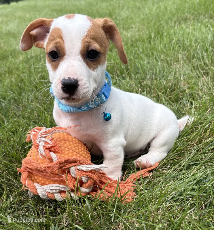 Rio – Jack Russell Terrier puppy for sale in Middlebury, IN
