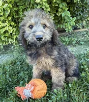 Henry, a male Whoodle for sale in Middlebury, IN – 3 of 4