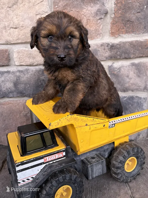 Moose – Whoodle puppy for sale in Middlebury, IN