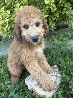 Hardy, a male Whoodle for sale in Middlebury, IN – 3 of 5
