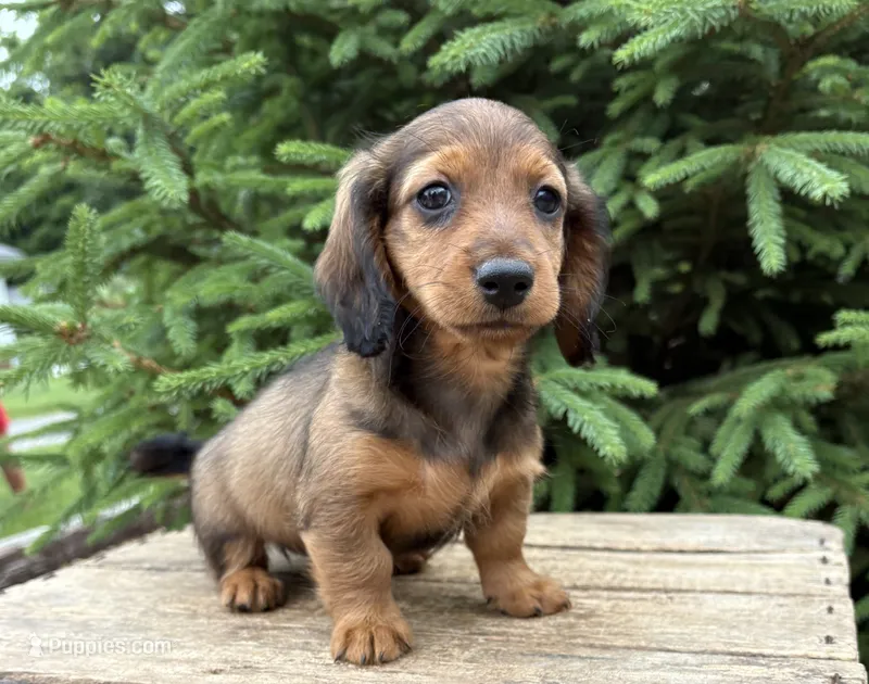 River  – Dachshund puppy for sale in Middlebury, IN