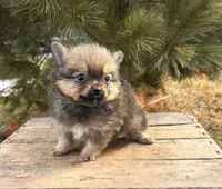 Oliver , a male Pomeranian for sale in Middlebury, IN – Photo 2 of 5