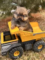 Oliver , a male Pomeranian for sale in Middlebury, IN – Photo 3 of 5