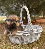 Oliver , a male Pomeranian for sale in Middlebury, IN – Photo 4 of 5