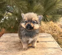 Oliver , a male Pomeranian for sale in Middlebury, IN – Photo 1 of 5