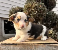 Dominic, a male Pembroke Welsh Corgi for sale in Middlebury, IN – Photo 3 of 5