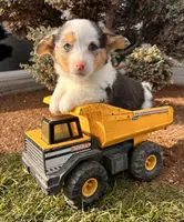 Dominic, a male Pembroke Welsh Corgi for sale in Middlebury, IN – Photo 5 of 5