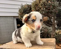 Dominic, a male Pembroke Welsh Corgi for sale in Middlebury, IN – Photo 2 of 5
