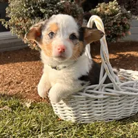 Dominic, a male Pembroke Welsh Corgi for sale in Middlebury, IN – Photo 4 of 5