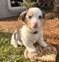 Dominic, a male Pembroke Welsh Corgi for sale in Middlebury, IN – Photo 1 of 5