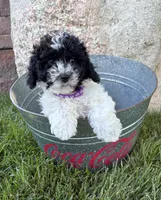 Ava, a female Havapoo for sale in Middlebury, IN – 4 of 5