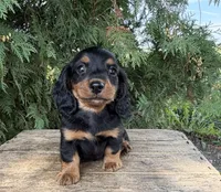 Harris, a male Miniature Dachshund for sale in Middlebury, IN – 2 of 5