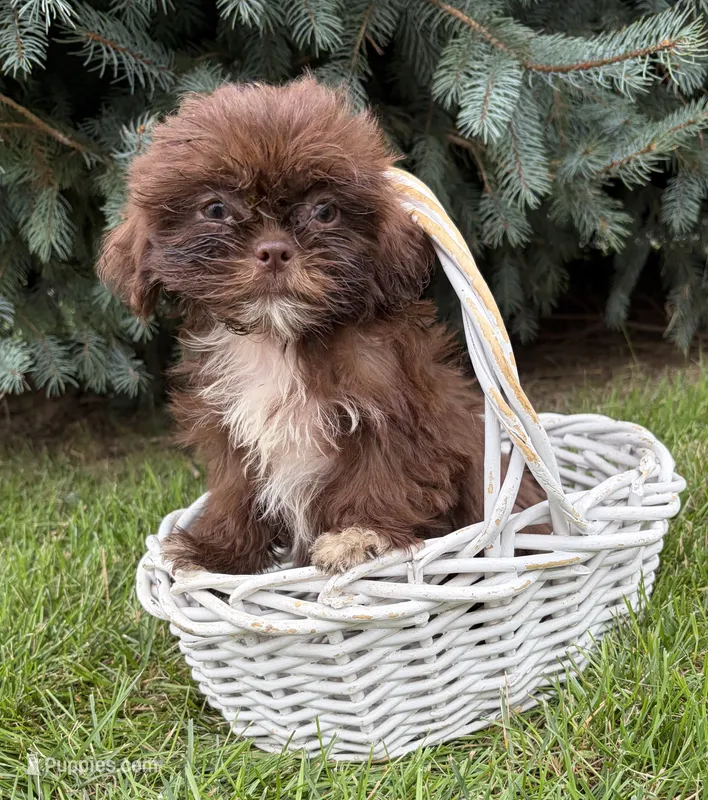 Lucy  – Shih Tzu puppy for sale in Middlebury, IN