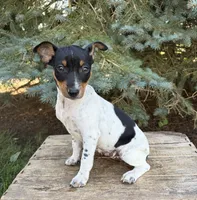 Rory , a female Rat Terrier for sale in Middlebury, IN – 4 of 4