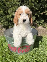 Beau, a male Miniature Goldendoodle for sale in Middlebury, IN – 2 of 4