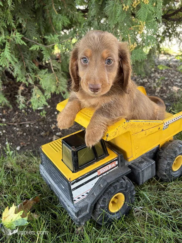Calihan – Dachshund puppy for sale in Middlebury, IN