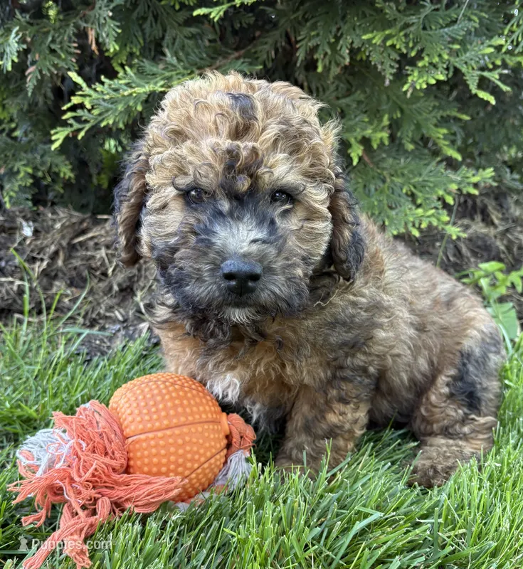 Daisy – Whoodle puppy for sale in Middlebury, IN