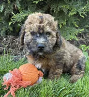 Daisy, a female Whoodle for sale in Middlebury, IN – 1 of 4