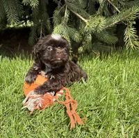 Truffles, a female Shih Tzu for sale in Middlebury, IN – Photo 4 of 4